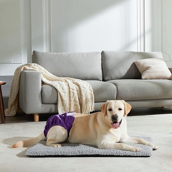 Premium Washable Dog Diapers Female, Reusable Diapers for Doggie in Heat, Highly - Picture 2 of 7